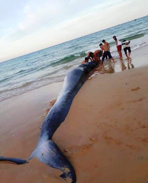 Cá voi dạt vào Khánh Hòa là loại chuyên gây sự với cá voi sát thủ? - 1
