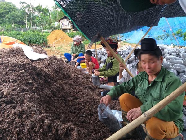 Cất bằng kỹ sư công nghệ thông tin, về núi trồng nấm thành tỷ phú - 5