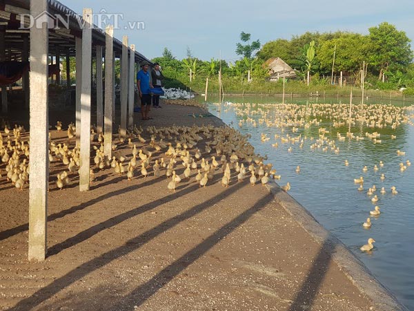 Nam Định: Nuôi vịt to xác, bán chạy như tôm tươi, thu tiền tỷ/năm - 3