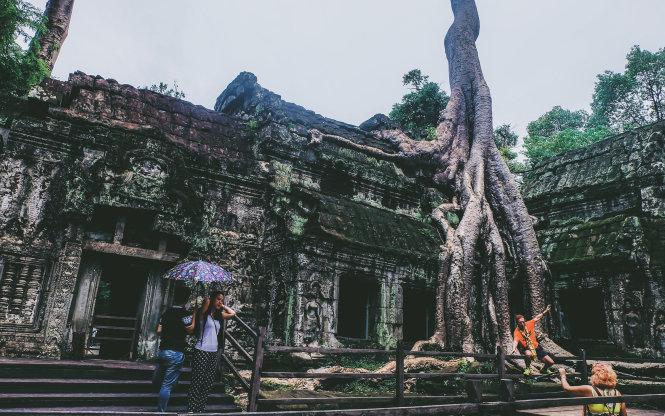 Rễ cây siêu to khổng lồ chăng như mạng nhện nuốt chửng ngôi đền cổ - 1