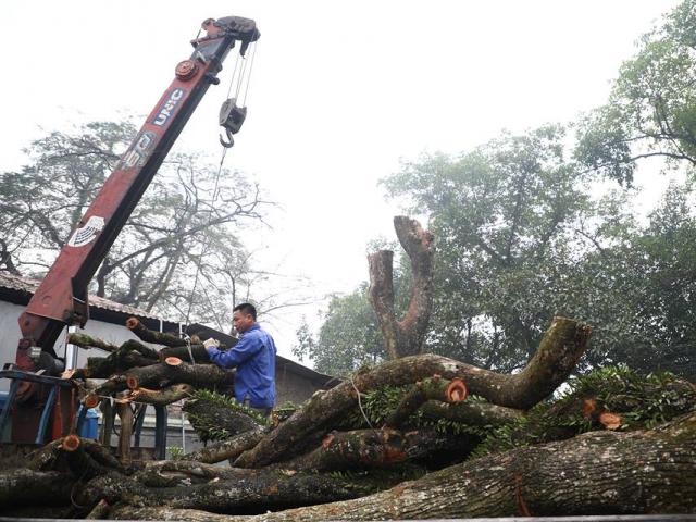 Chốt ngày mở bán đấu giá cây sưa quý từng được trả giá trăm tỷ