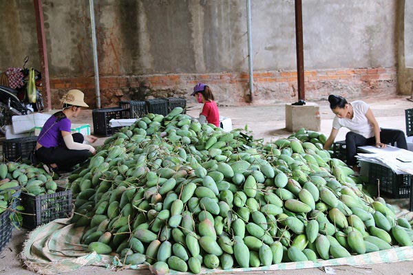 8.679 tấn trái cây xuất ngoại, nông dân Sơn La thu tiền tỷ - 1