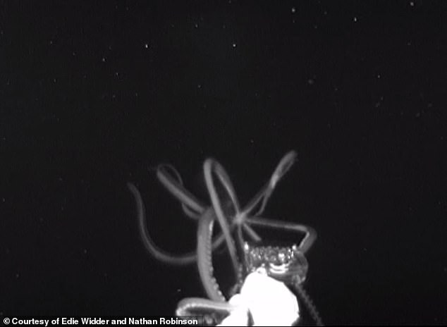 Video: Thả camera sâu xuống đáy biển, bắt gặp mực khổng lồ dài 4 mét - 1