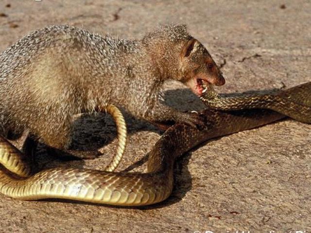 Xem cầy mangut tung đòn sát thủ đoạt mạng rắn hổ mang cực độc