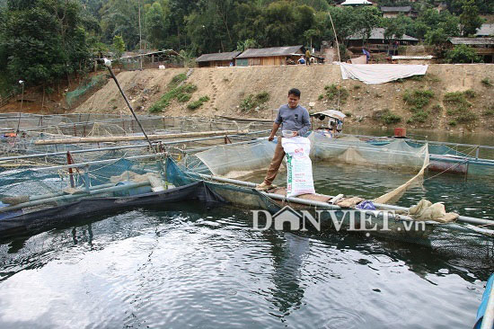 Coi sông Đà là cánh đồng nước, nuôi toàn cá ngon, bán đắt hàng - 1