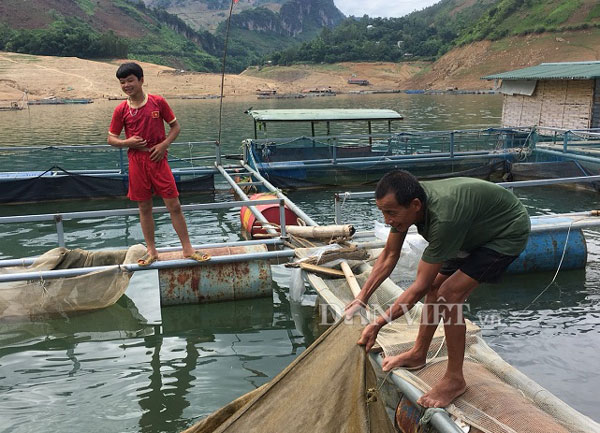 Coi sông Đà là cánh đồng nước, nuôi toàn cá ngon, bán đắt hàng - 2