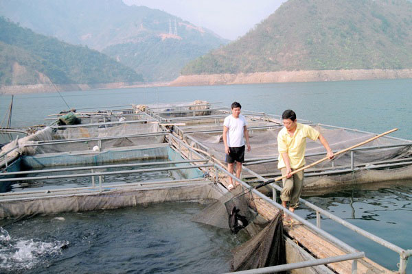 Coi sông Đà là cánh đồng nước, nuôi toàn cá ngon, bán đắt hàng - 3