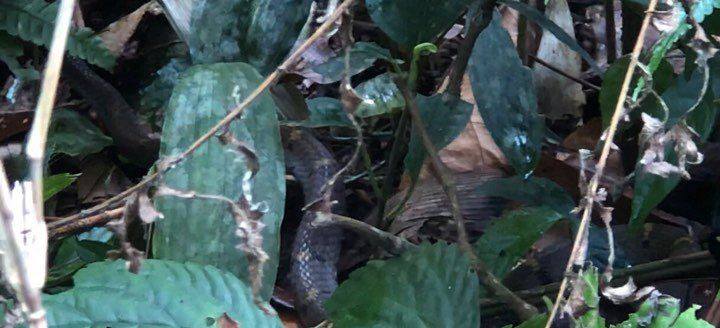 Khiếp vía khu rừng lúc nhúc các loài rắn độc trên đỉnh Pu Ta Leng - 1