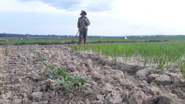 Quảng Trị: Hạn hán khốc liệt, dân biến đất lúa nứt nẻ thành ruộng dưa hấu trái ngọt lừ - 3