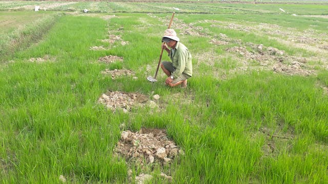 Quảng Trị: Hạn hán khốc liệt, dân biến đất lúa nứt nẻ thành ruộng dưa hấu trái ngọt lừ - 4