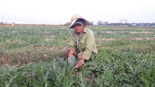 Quảng Trị: Hạn hán khốc liệt, dân biến đất lúa nứt nẻ thành ruộng dưa hấu trái ngọt lừ - 6