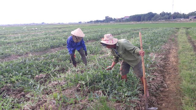 Quảng Trị: Hạn hán khốc liệt, dân biến đất lúa nứt nẻ thành ruộng dưa hấu trái ngọt lừ - 7