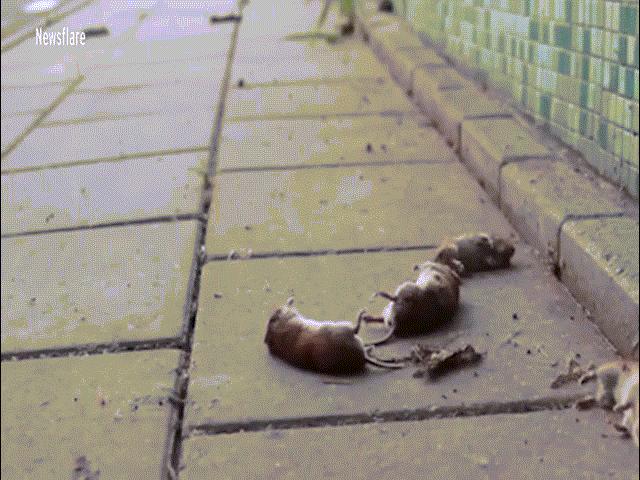 Hàng trăm con chuột nhảy cầu ”tự sát” bí ẩn ở Hà Lan