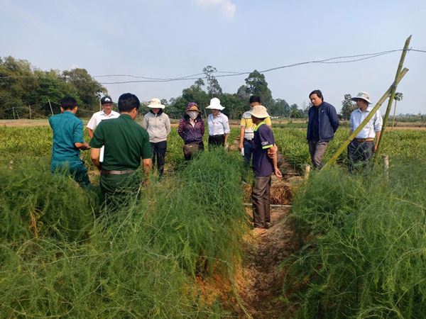 An Giang: Đưa rau &#34;vua&#34; xuống ruộng, 6 tháng bán đã thu 36 triệu - 1