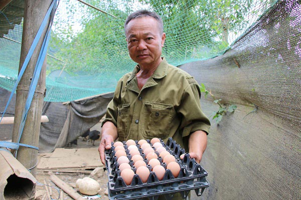 Nuôi loài gà chỉ sợ kêu điếc tai chứ đầu ra không phải &#34;đau đầu&#34; - 4