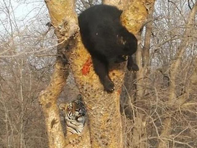 Phục kích tấn công gấu đen ở trên cây, hổ nhận cái kết bẽ mặt