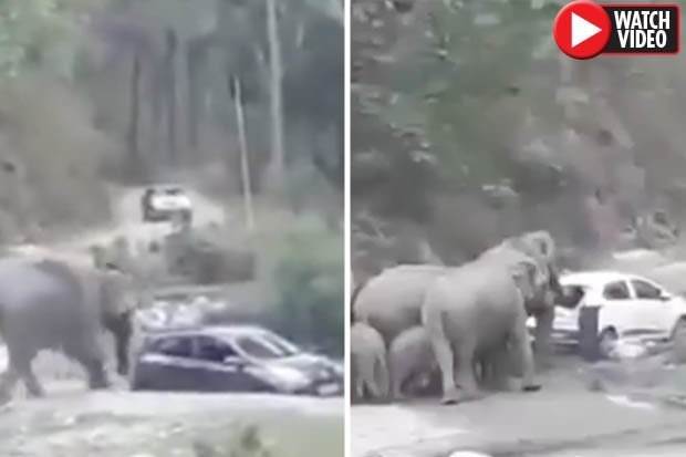 Video: Đàn voi nổi điên, phá phách tất cả những ô tô chắn đường - 1