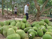 Thị trường - Tiêu dùng - Trung Quốc định trồng 180.000ha mít, người trồng mít Thái lo sốt vó