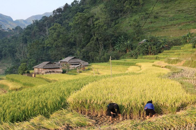 Người dân đang thu hoạch lúa