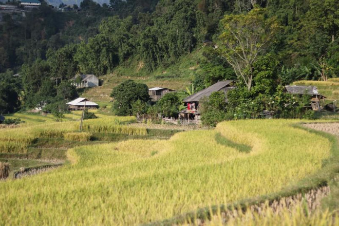 Những bản làng ẩn hiện trong mùa lúa chín