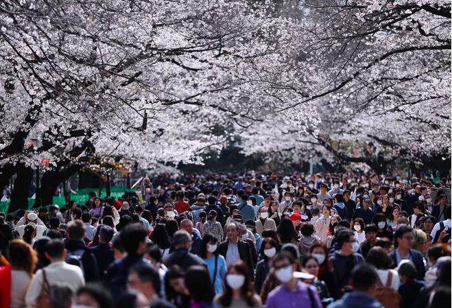 Dòng người trong công viên Ueno dự lễ hội hoa anh đào hôm 22/3. (Ảnh: Reuters)