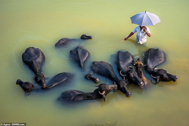 Nông dân tắm mát cho đàn trâu dưới sông ở Ấn Độ.
