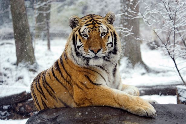 Một con hổ trong vườn thú Bronx bị nhiễm Covid-19.