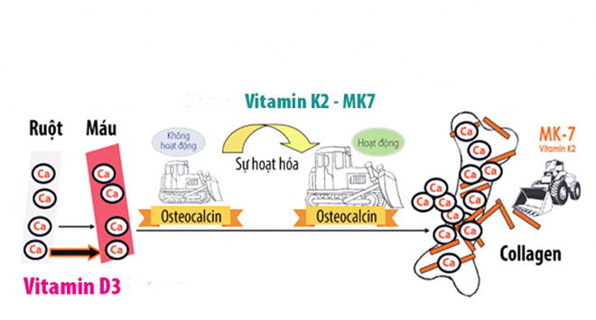 Vitamin K2 kích hoạt Osteocalcin “kéo” canxi vào xương hiệu quả