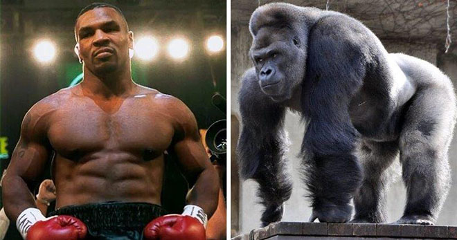Mike Tyson từng trả 10.000 đô để đấu với một chú khỉ đột