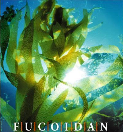 Fucoidan được chiết xuất từ loại tảo nâu Mozuku