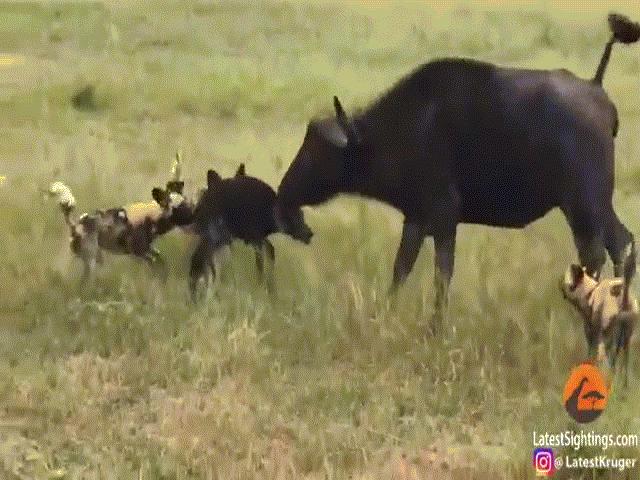 Video: Trâu mẹ điên cuồng lao tới bảo vệ con trước đàn chó hoang khát máu và cái kết