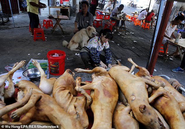 Người Trung Quốc mỗi năm ước tính&nbsp;tiêu thụ tới 10 triệu con chó.