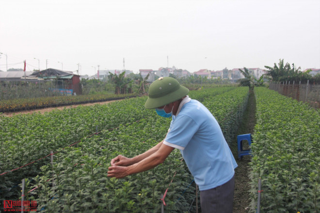 Theo những người dân tại đây, kể từ sau dịp Tết Nguyên đán 2020, tất cả các loài hoa được trồng tại đây như hoa cúc, hoa hồng và đặc biệt là hoa ly đều chung giảm giá mạnh. Đến thời điểm hiện tại, hầu hết các loại hoa đều chung cảnh ế ẩm, khó bán. Thậm chí nhiều nhà vườn phải nhổ gốc bỏ đi.