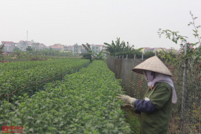 “Bất cập 1 điều là, dân trồng hoa ở Hạ Lôi rất đông, nhưng giờ bị cách ly, chính vì thế nhiều ruộng hoa đang đơm nụ cần được chăm sóc, nhưng hiện tại vẫn nằm ngoài đồng, nếu không được chăm sóc kĩ thuật thì những luống hoa đó sẽ hỏng nốt”, ông Năm cho hay.