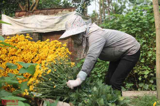 “Giá hoa ăn được thì chúng tôi cũng đem về tích trữ, nhưng hoa chỉ để ngắm, nhiều người mua cũng được không mua cũng không sao, hoa nở thì còn cách cắt đem về nhà, may sao có người mua, không thì chỉ đem vứt bỏ”, chị Hiền chia sẻ.