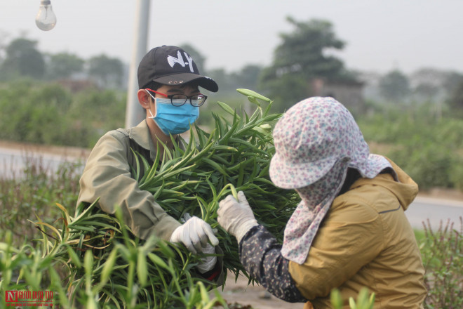 Chị Hoàng Thị Huyền, chủ vườn ly ngậm ngùi chia sẻ, nhà chị có hơn 1 xào ly non, nhưng sợ sau nở không bán được, hiện có khách mua nên dù non chị cũng cắt bán tất để đỡ sau nhọc lòng.