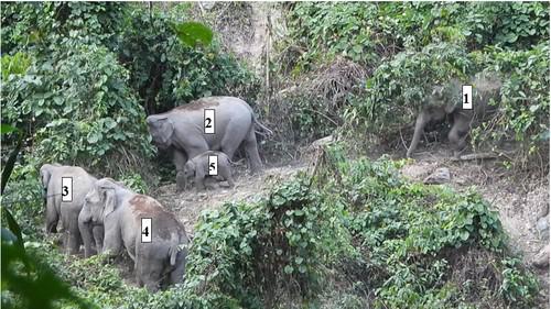 Một bức ảnh ghi lại được 5 con voi trong đó có 1 con voi con trong gia đình nhà voi có 8 thành viên Ảnh: WWF