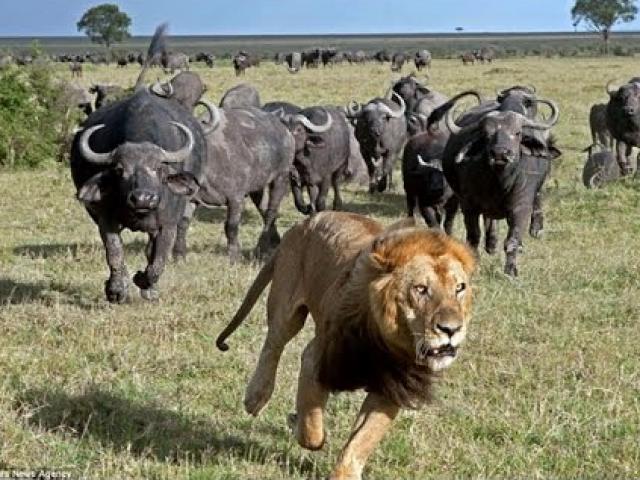 Trâu rừng bị sư tử truy sát, ”500 anh em” kéo đến ”hỏi thăm”