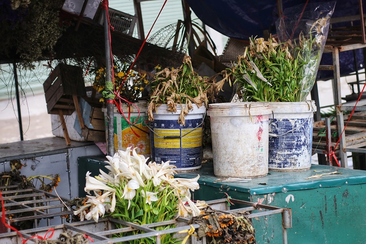 Cứ 3 ngày chọn lọc hoa một lần lại phải bỏ đi hàng trăm bông hoa không tiêu thụ được.