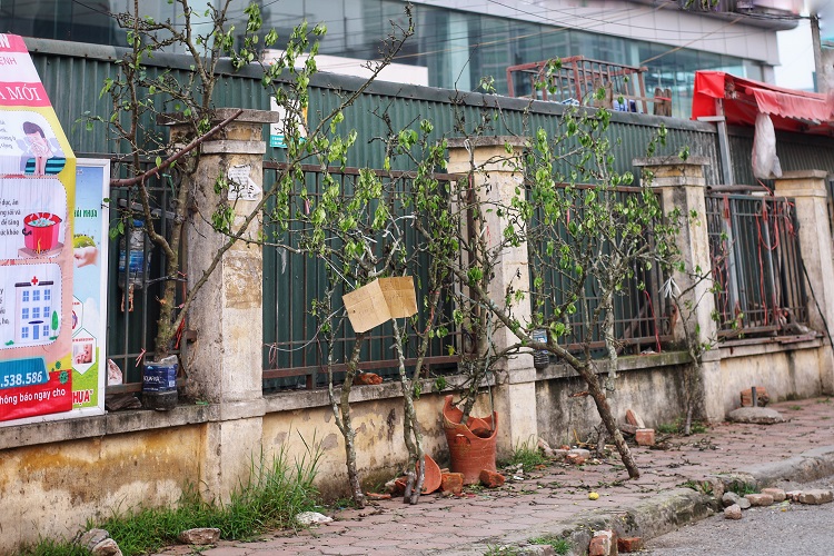 Những cành hoa lê trắng trước kia được bán với giá vài trăm nghìn nay chịu cảnh héo khô ngoài đường.