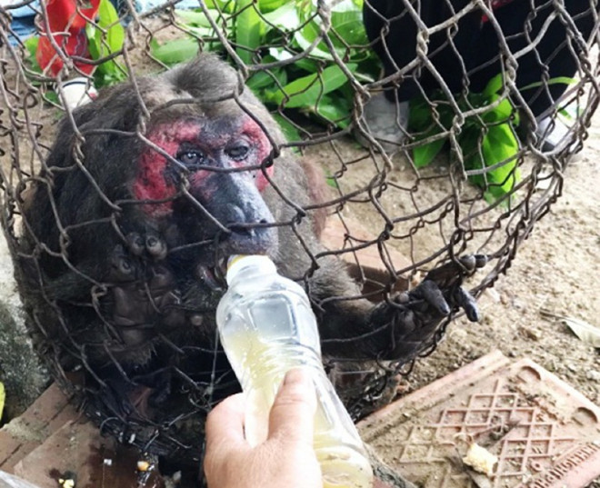 Con khỉ mặt đỏ được người dân bàn giao cho kiểm lâm.