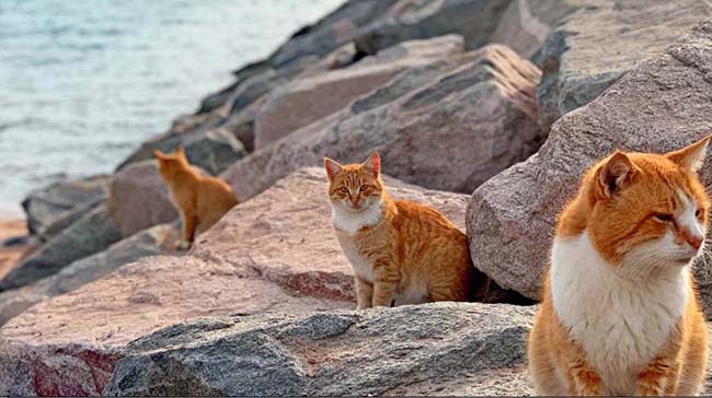 Đảo mèo, Nhật Bản: Trên đảo có rất nhiều mèo, những con mèo được đưa đến để bắt chuột giúp người dân đảo và chúng ngày một sinh sôi nảy nở, đến nay thậm chí có 'dân số' còn nhiều hơn con người. 
