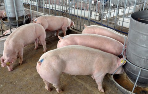 Giá lợn hơi tăng phi mã trong nhiều ngày liên tiếp