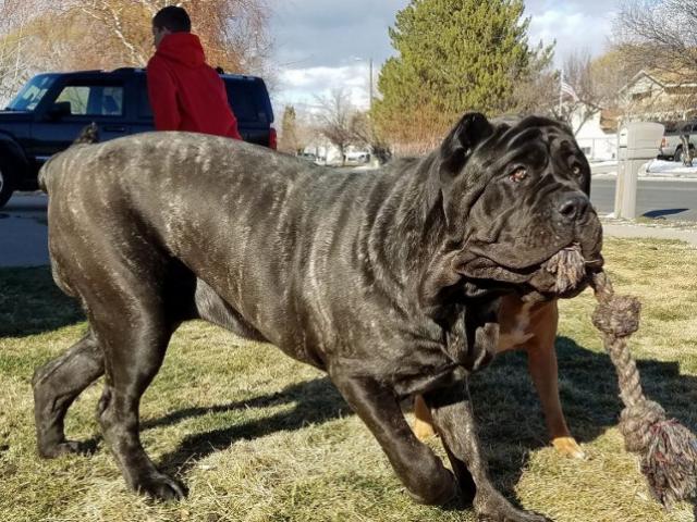 Kích thước khủng của chú "chó con" lớn nhất thế giới