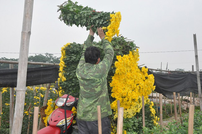 Chồng chị Xuân vừa xếp từng bó cúc lên xe vừa chia sẻ: “Trước khi trồng phải mất công làm đất, mới trồng phải làm vòm che nilon để cây bén chân, nắng lên lại che lưới đen để cây mát… vất vả mấy tháng trời giờ nhìn hoa nở mà đau thắt ruột”.