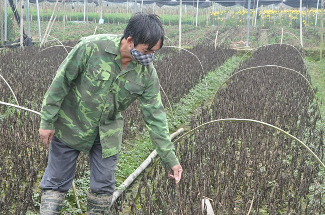 “Hoa nở quá vụ phải phá bỏ nên vợ chồng tôi lại ra cắt mang về. Đầu tư cả trăm triệu đồng để trồng hoa, thời tiết thuận lợi, cây nở đẹp thì sau 4 tháng “bán lưng cho đất bán mặt cho trời” tôi thu về được 10 triệu đồng/sào. Nếu thời tiết không thuận lợi thì sẽ bị chết cây, sương muối hay mưa ủ 2-3 ngày lá sẽ bị sần, thối, vẹo ngọn rồi chết như vườn này.