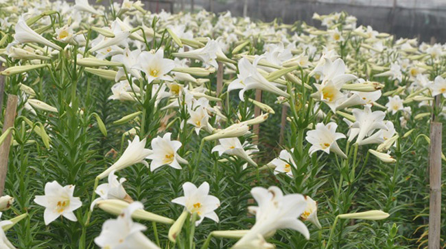 Hoa loa kèn nở trắng đồng vì chợ hoa đóng cửa, cắt rồi cũng không biết bán ở đâu.