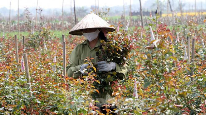 Những ai may mắn được ra ngoài cũng tranh thủ ra vườn hoa gần nhà cắt tỉa hoa vứt bỏ để đảm bảo giữ được gốc cho vụ sau.