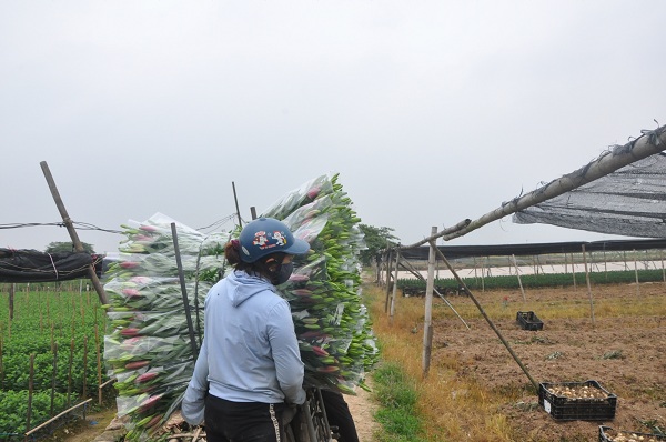 Giá hoa ly xuống thấp chưa từng có nhưng có người mua là vợ chồng anh Thái lại ra ruộng cắt về dù bù lỗ cả hàng chục triệu đồng cho mỗi sào hoa.