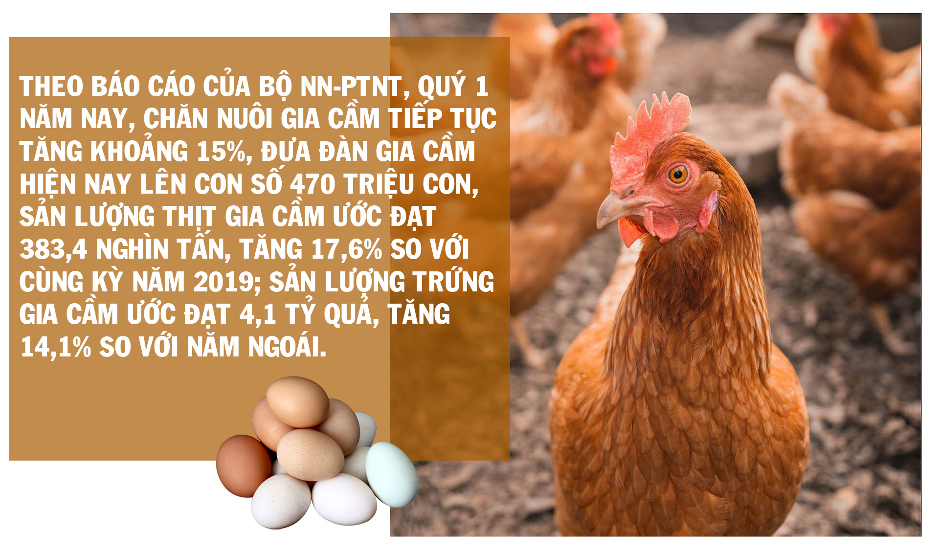 Thịt lợn tăng phi mã, gia cầm rẻ như cho và nỗi lo thiếu nguồn cung lặp lại - 2